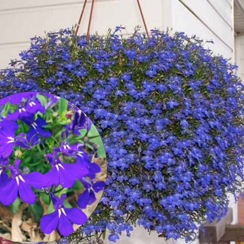 Lobelia erinus 'Laura Deep Blue' - Sinilobeelia 'Laura Deep Blue'